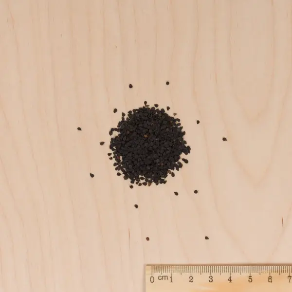 Fleurs - Œillet de Poète Tapis des Indes - MEDIA_3D